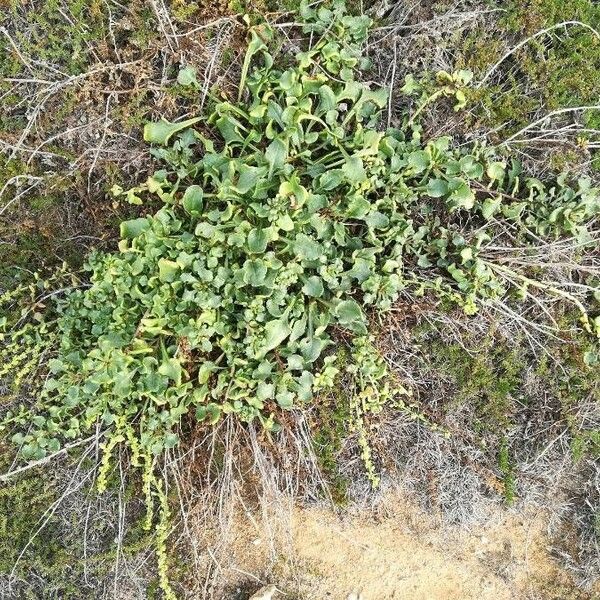 Rumex acetosella Liść