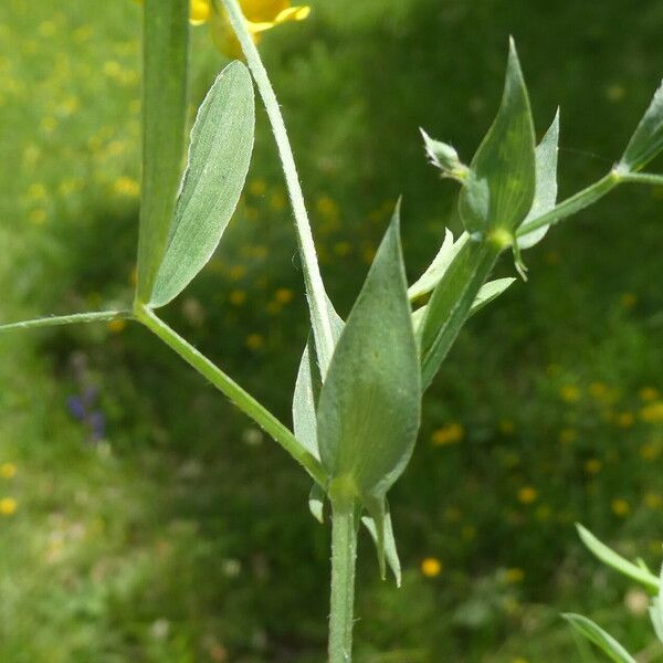 Lathyrus pratensis पत्ता