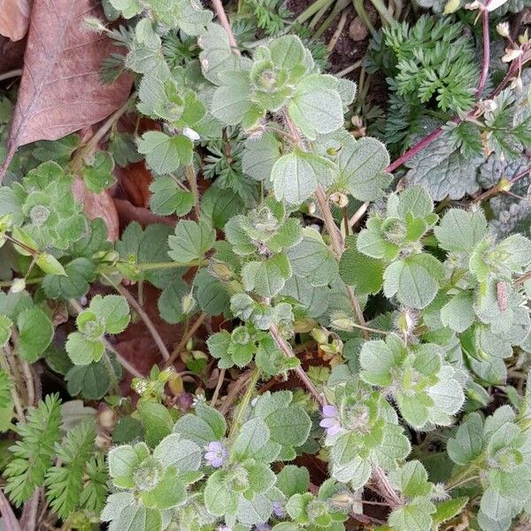 Veronica hederifolia Habitus