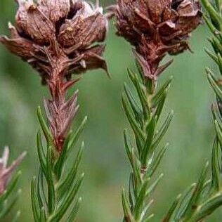 Cryptomeria japonica फल