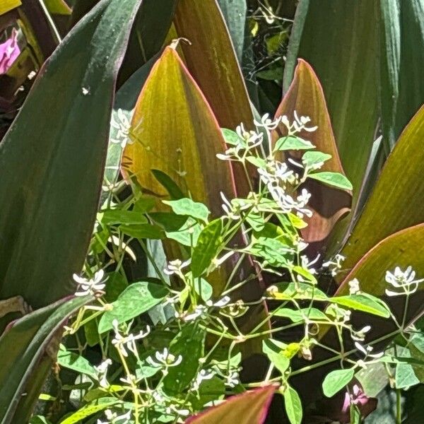 Euphorbia leucocephala പുഷ്പം