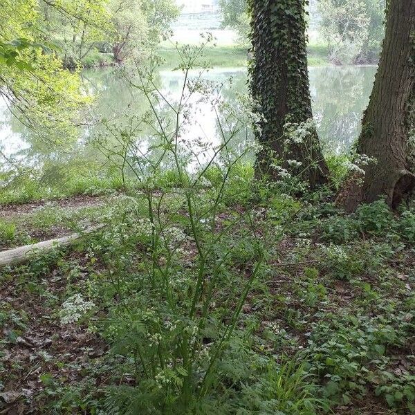 Anthriscus sylvestris (Cow-parsley)