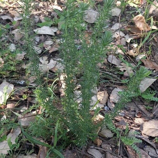 Asparagus acutifolius Foglia