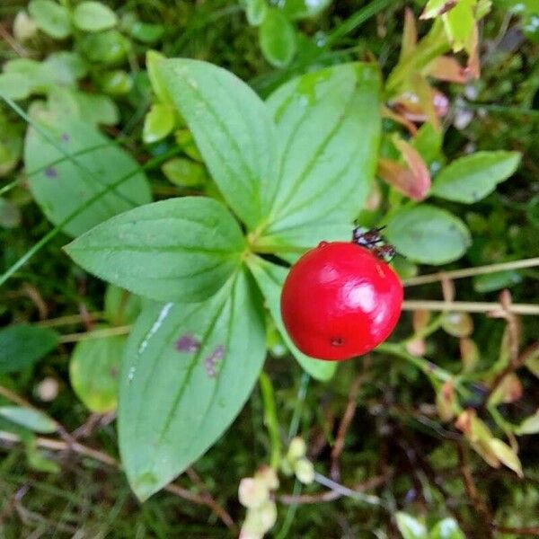 Cornus suecica Frugt