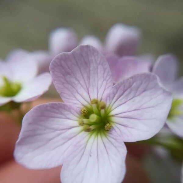 Cardamine pratensis Kukka