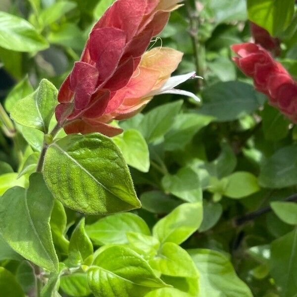 Justicia brandegeeana Flor