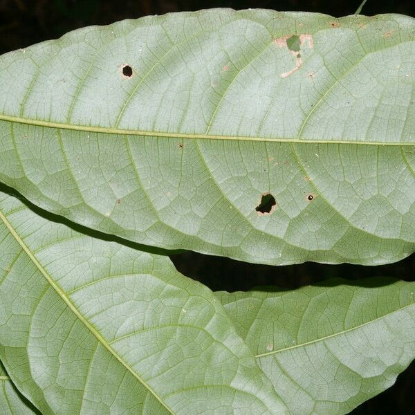 Mayna odorata Leaf