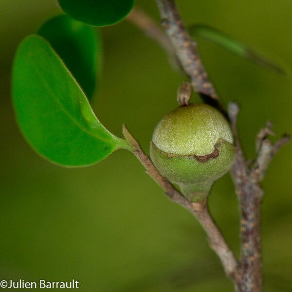 Diospyros minimifolia Frugt