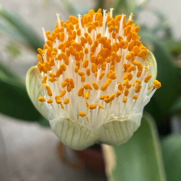 Haemanthus albiflos Lorea