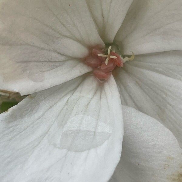 Pelargonium zonale फूल