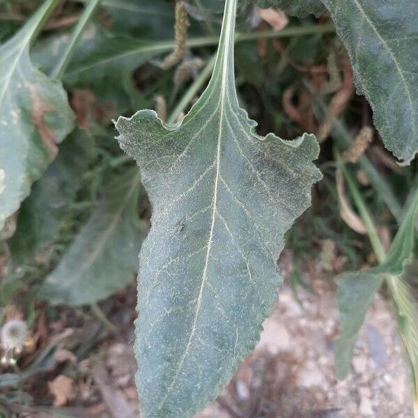 Dysphania ambrosioides Leaf