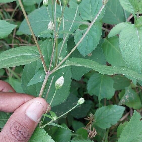 Acmella radicans Drugo