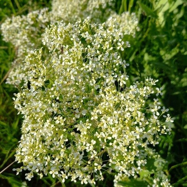 Lepidium draba Flor