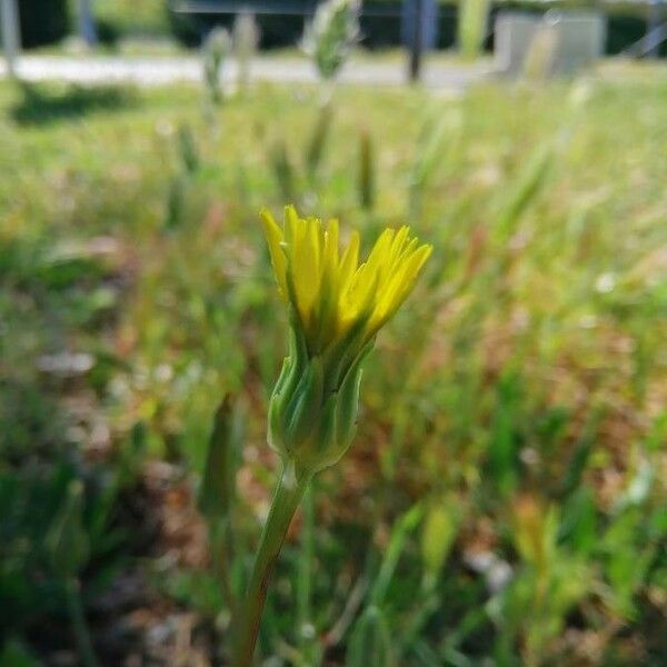 Podospermum laciniatum Flower