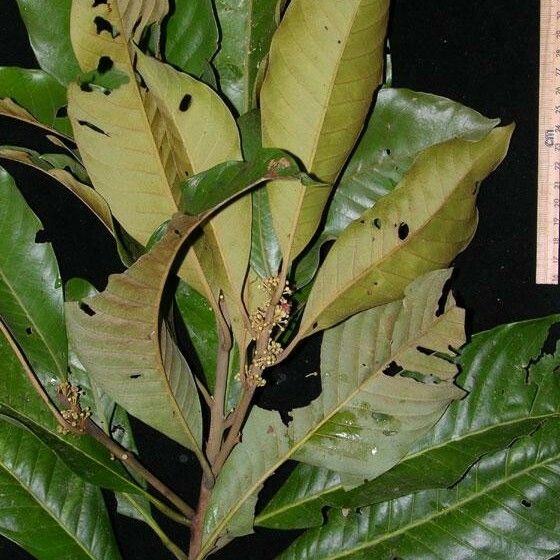Pouteria calistophylla മറ്റ്