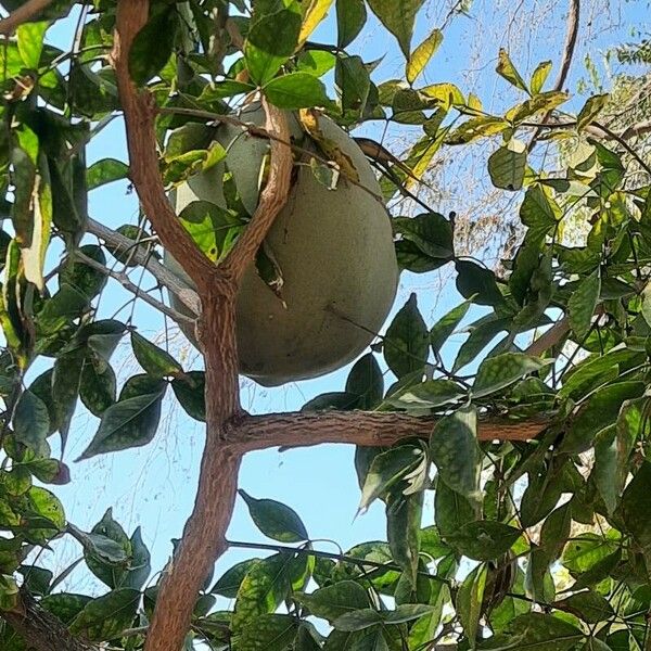 Aegle marmelos Fruit