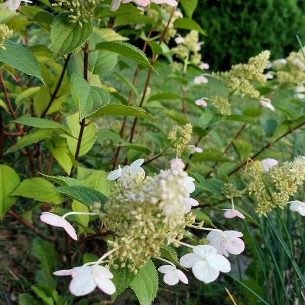 Hydrangea paniculata Flor