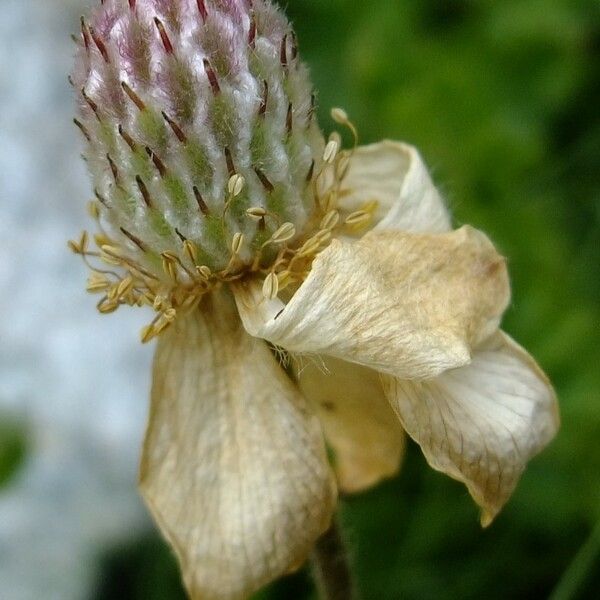 Callianthemum coriandrifolium Іншае