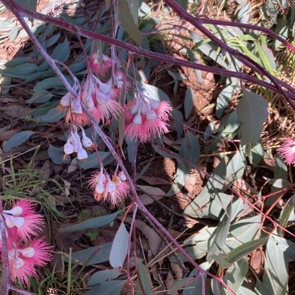 Eucalyptus sideroxylon फूल