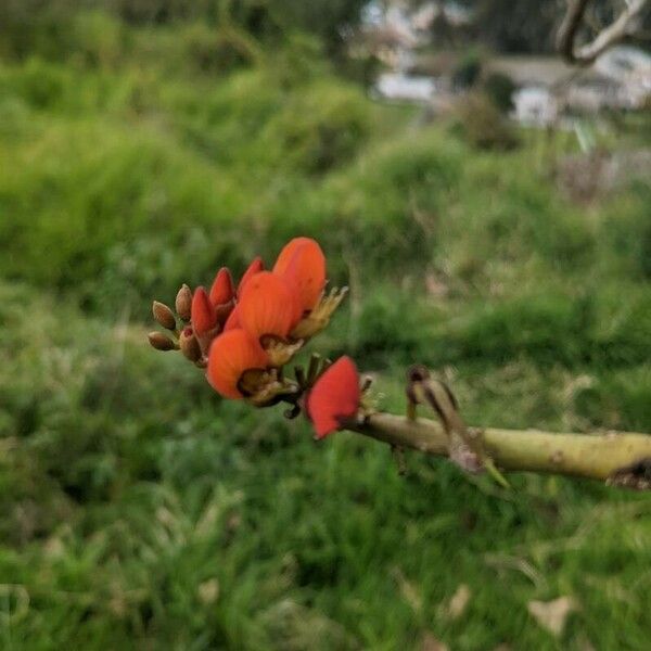 Erythrina edulis Flower