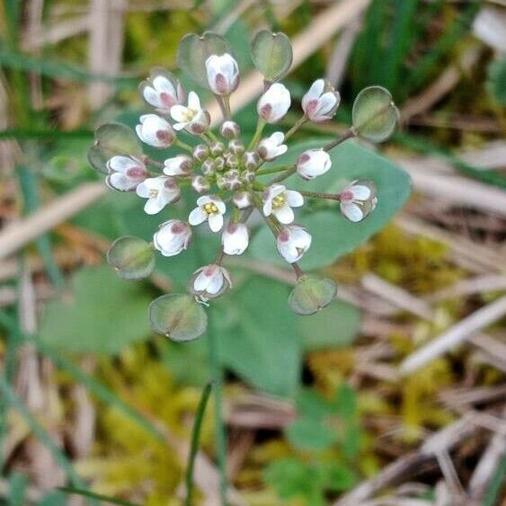 Noccaea perfoliata Fleur