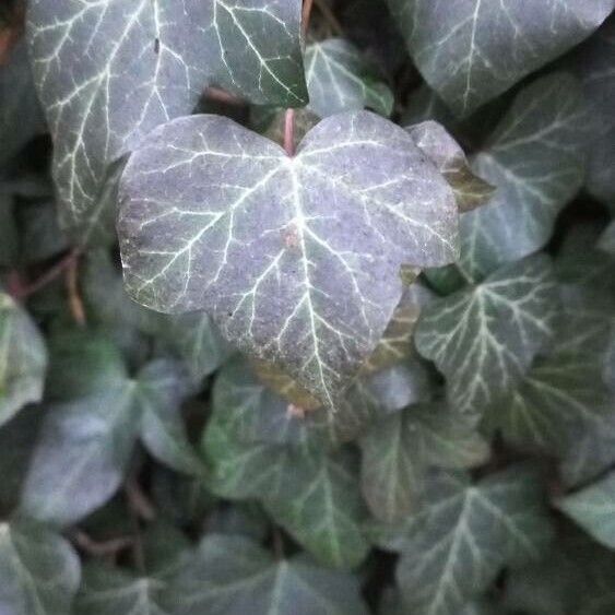 Hedera helix পাতা