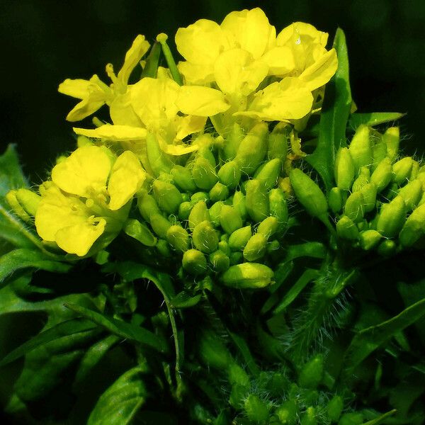 Sisymbrium loeselii Flower