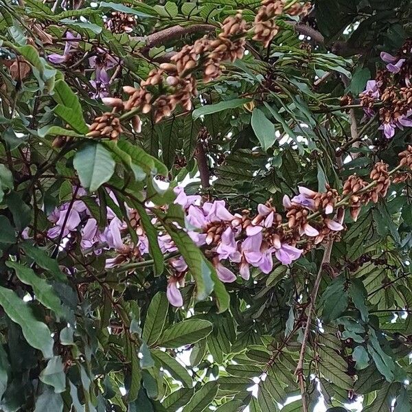 Millettia grandis Flower