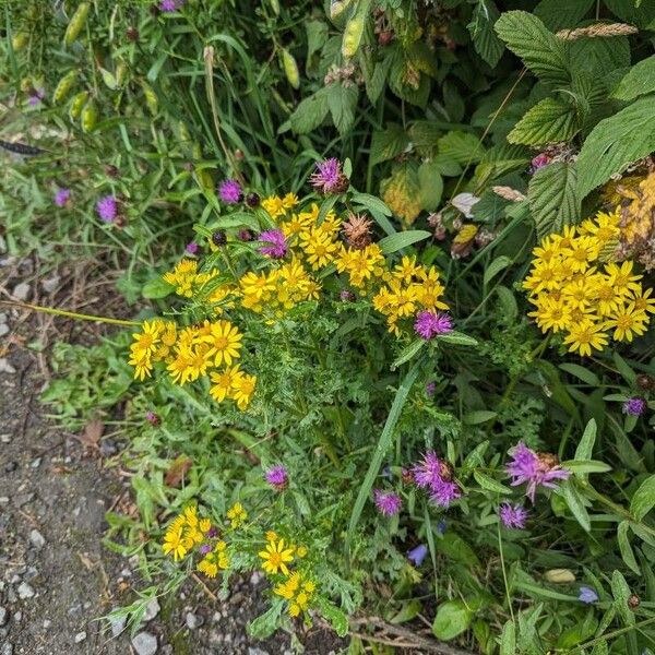 Senecio squalidus 花