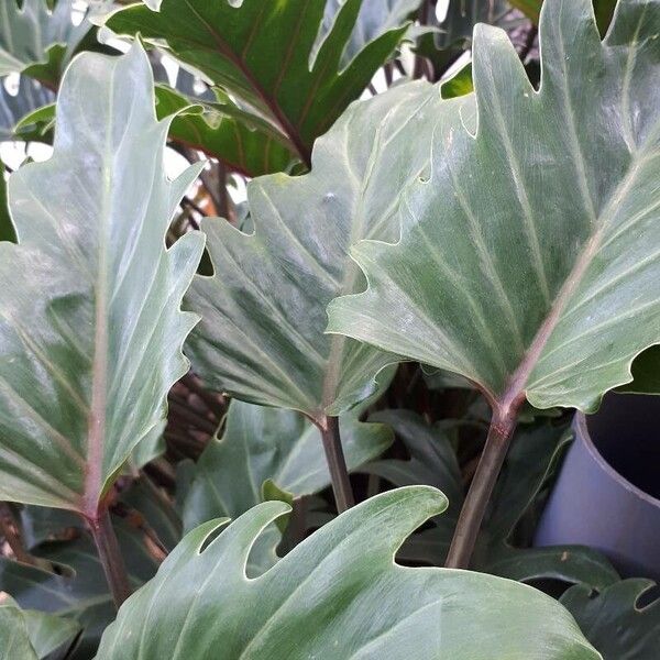 Philodendron xanadu Deilen