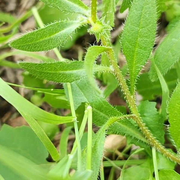 Asperugo procumbens Yaprak