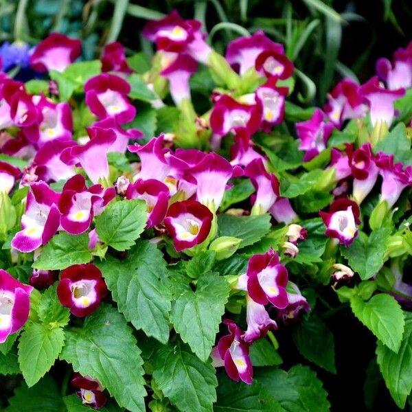 Torenia fournieri Habit