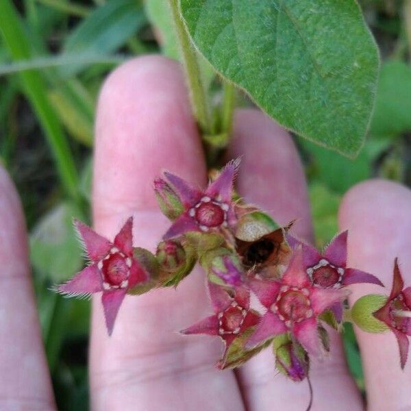 Pterolepis glomerata Flower