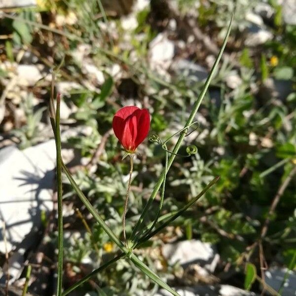 Lathyrus setifolius Flower