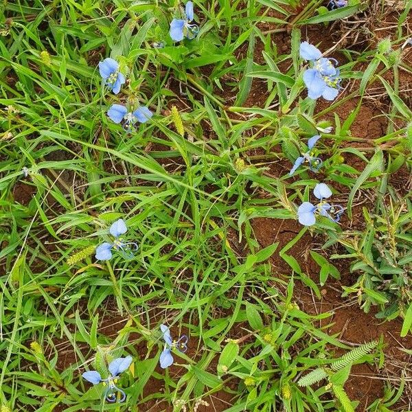 Commelina latifolia ᱮᱴᱟᱜ