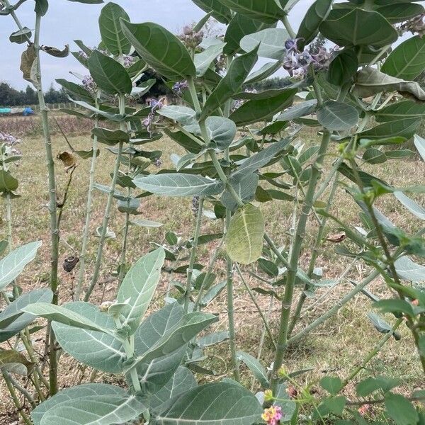 Calotropis gigantea Levél