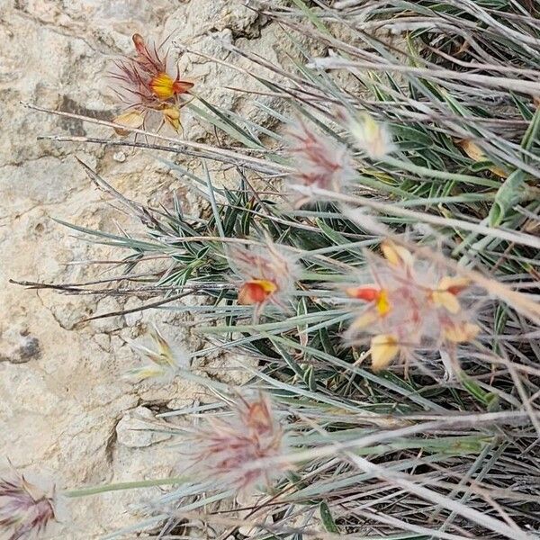 Ebenus stellata 形态