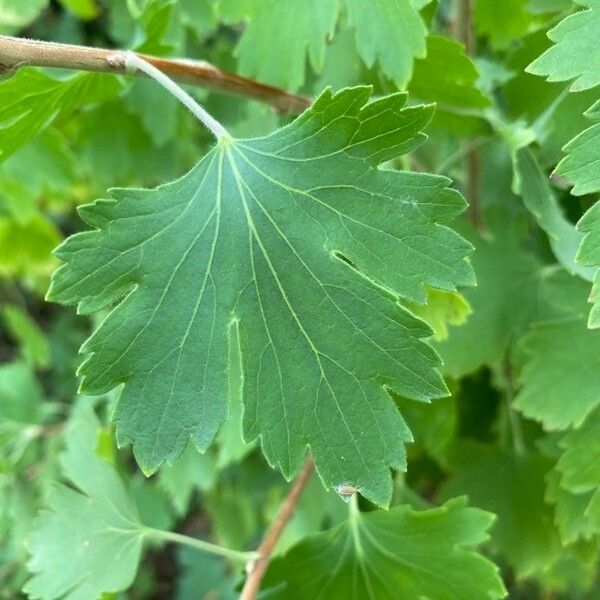 Ribes aureum Foglia