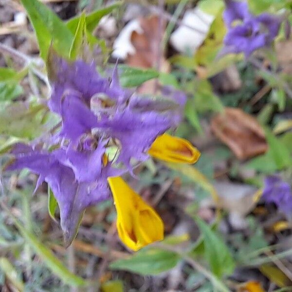 Melampyrum nemorosum Blomst