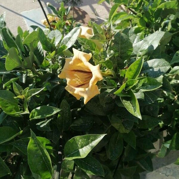 Solandra grandiflora Fiore
