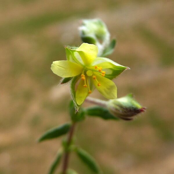 Helianthemum ledifolium 花