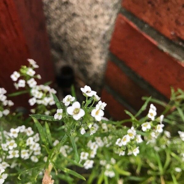 Lobularia maritima Leht