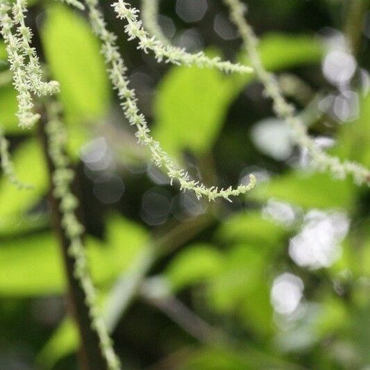 Boehmeria japonica Flower