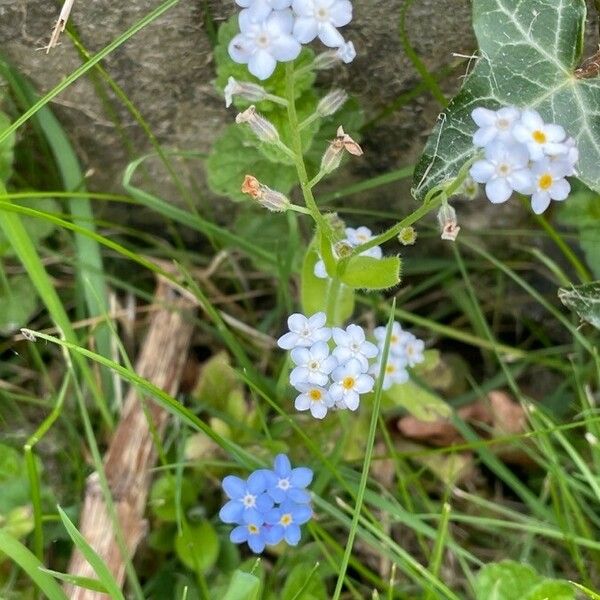 Myosotis scorpioides Blüte