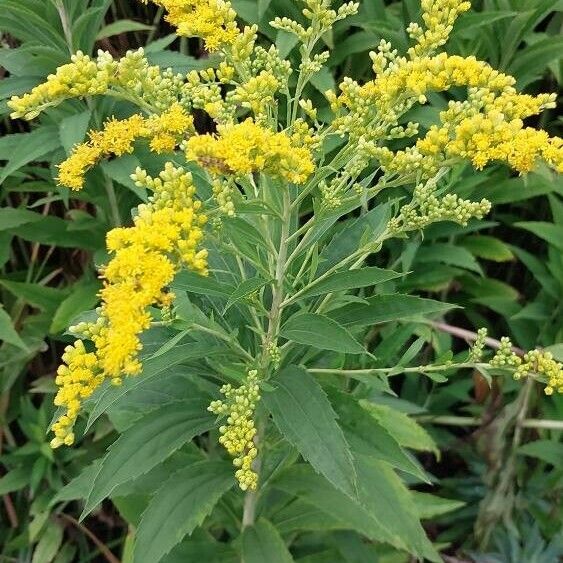 Solidago gigantea Blodyn