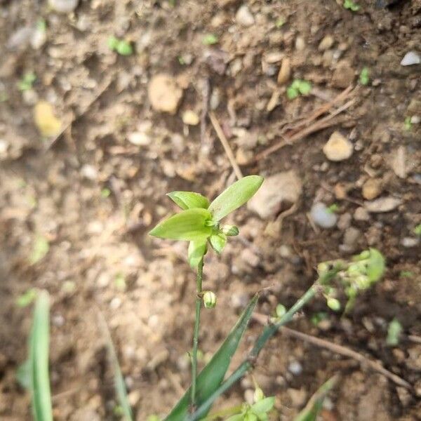 Chlorogalum pomeridianum Flower