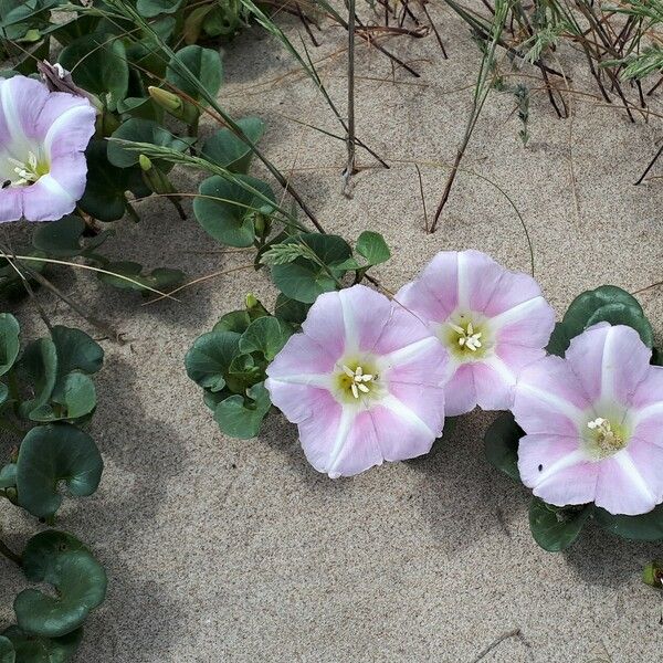 Calystegia soldanella Flor