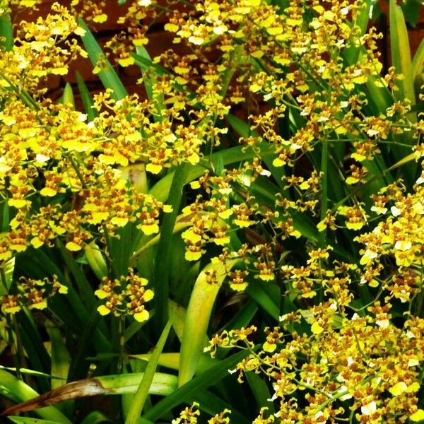 Oncidium sphacelatum Flor