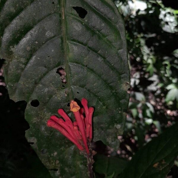 Scutellaria costaricana Flower