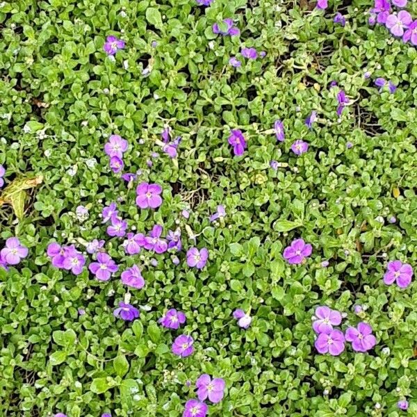 Aubrieta deltoidea 整株植物